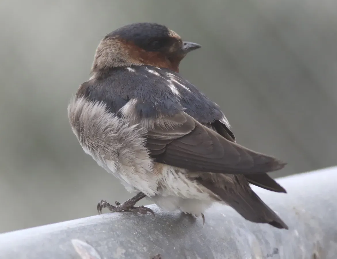 File:Petrochelidon pyrrhonota 223431340.jpg