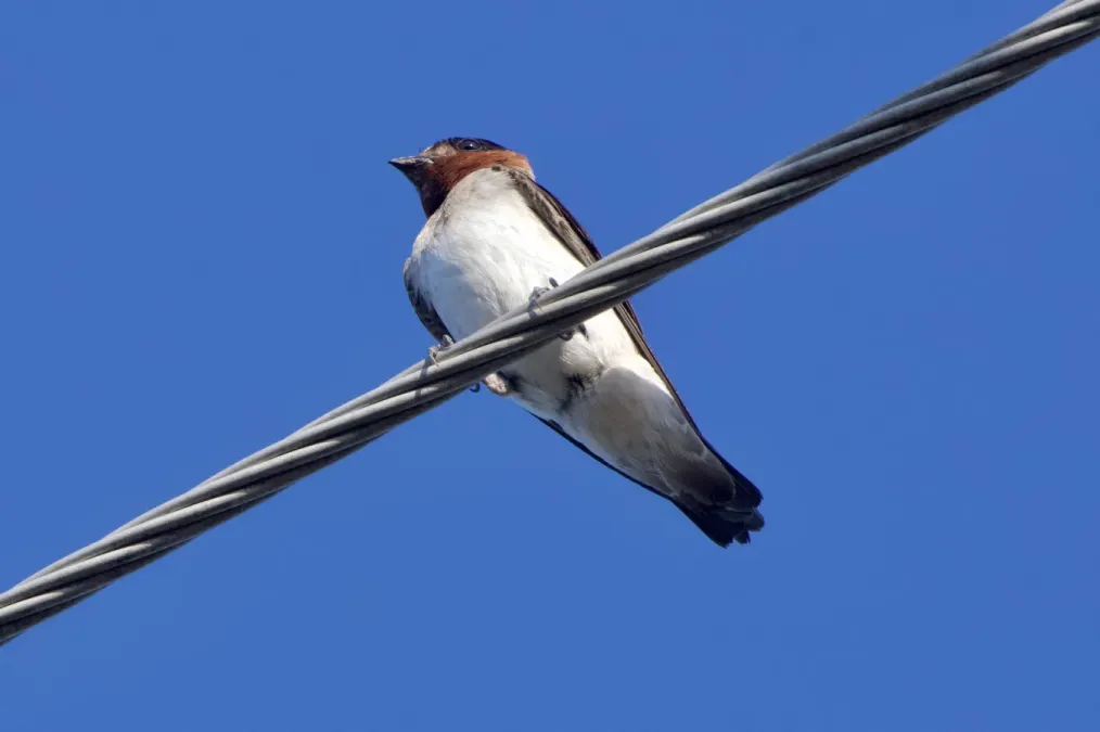 File:Petrochelidon pyrrhonota 214524919.jpg