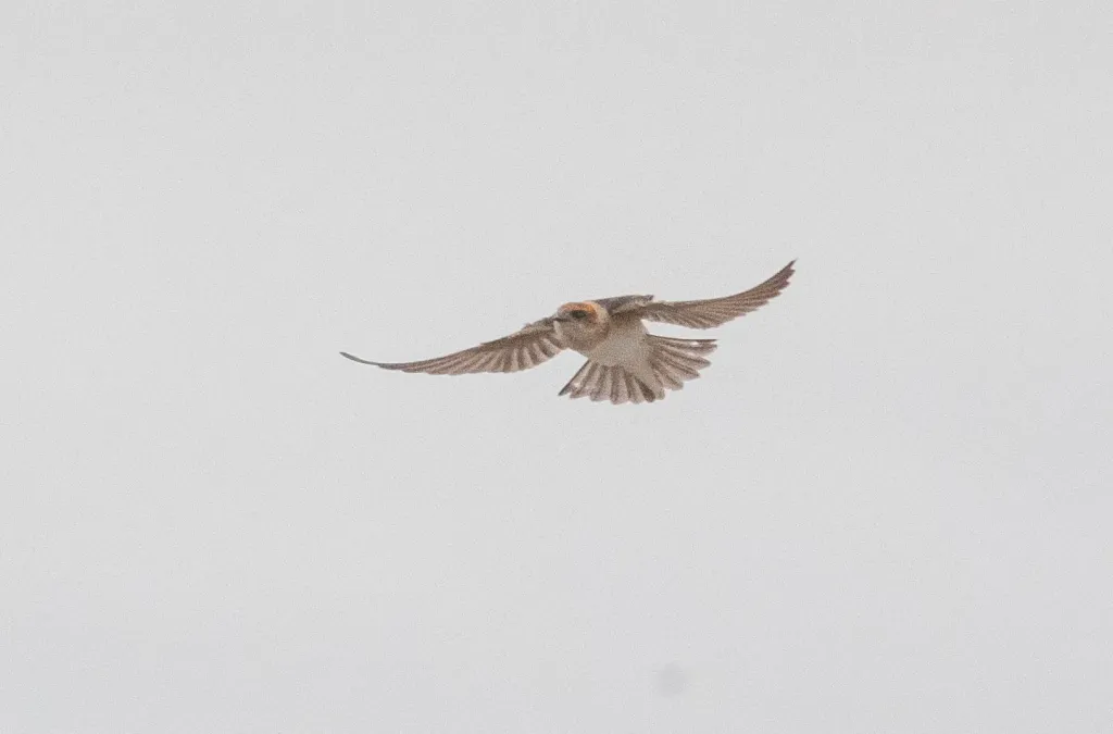 File:Petrochelidon ariel 26083911.jpg