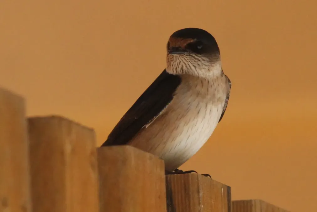 File:Petrochelidon nigricans 117255619.jpg