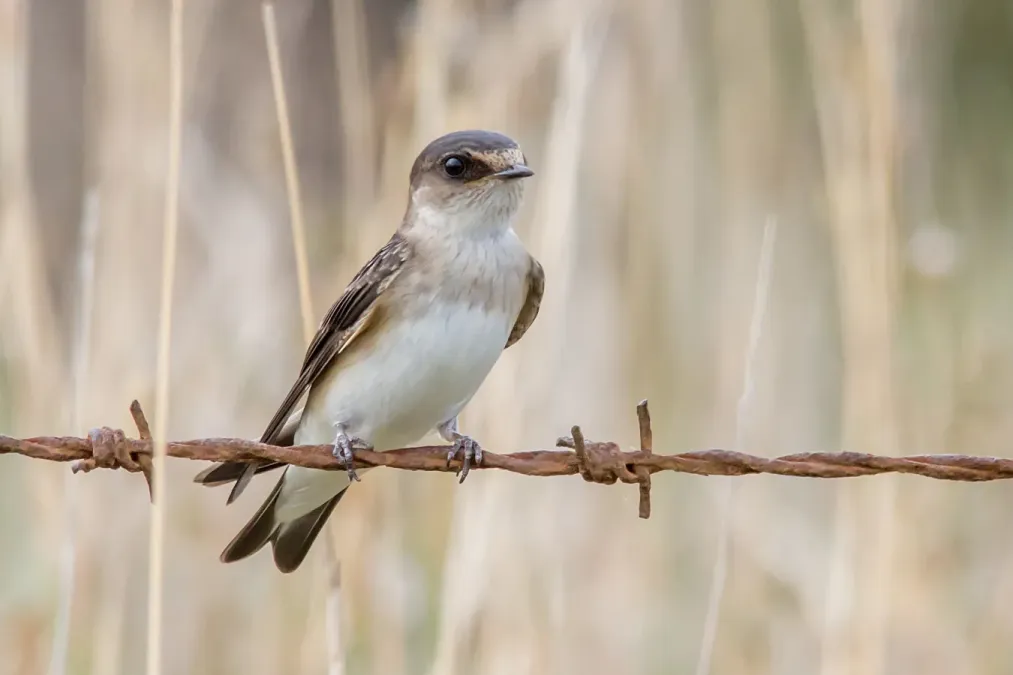 File:Petrochelidon nigricans 152315463.jpg