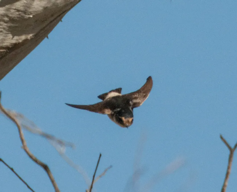 File:Petrochelidon nigricans 26618772.jpg