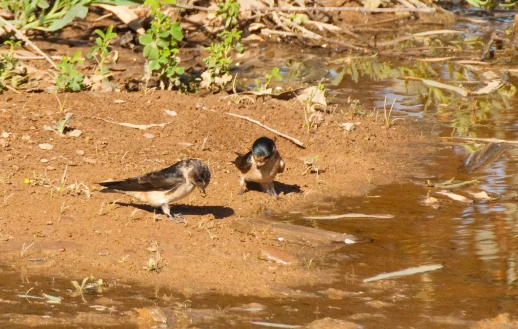 File:Petrochelidon nigricans 26618800.jpg