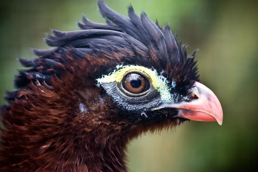 File:Nothocrax urumutum -head -zoo-8a.jpg