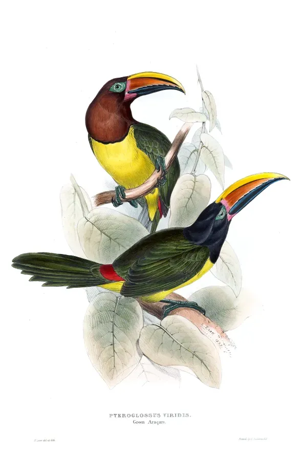 File:Pteroglossus viridis Edward Lear.jpg