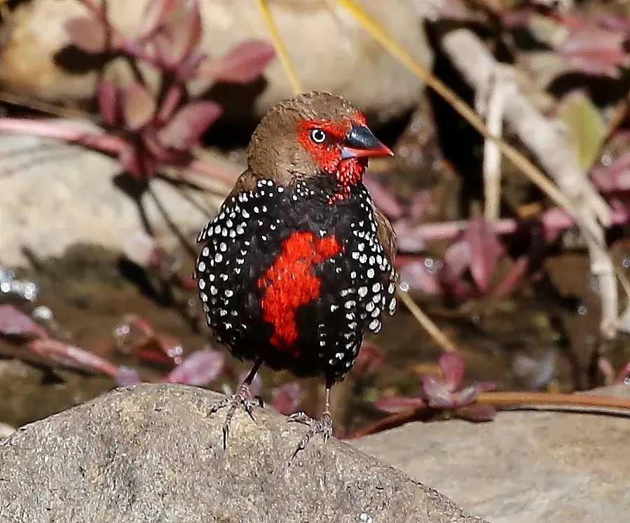 File:Emblema pictum 54342388.jpg