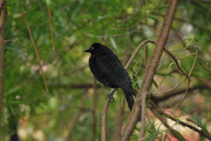 File:Lampropsar tanagrinus DT -BO Santa Cruz de la Sierra- (3) (20849011902).jpg