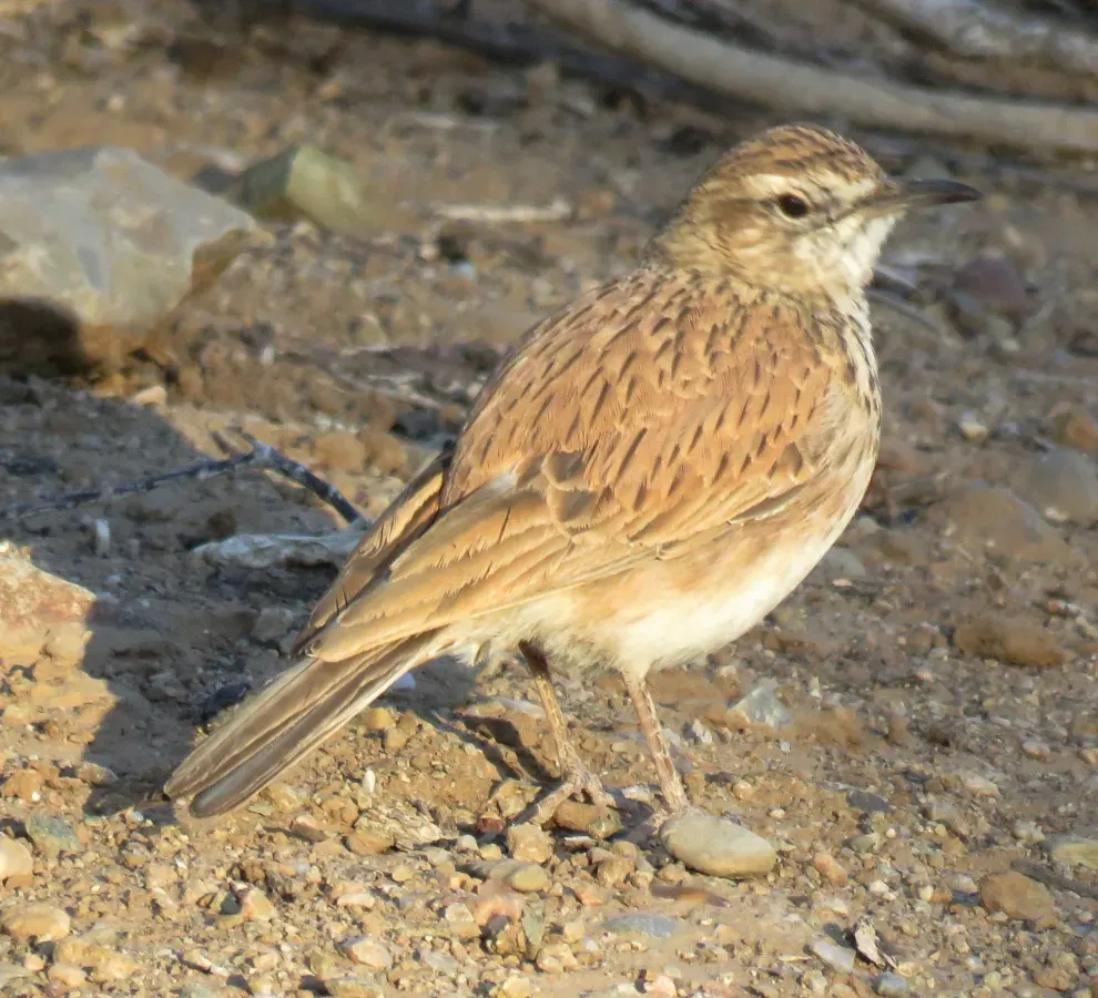 File:Calendulauda erythrochlamys barlowi 108596130.jpg