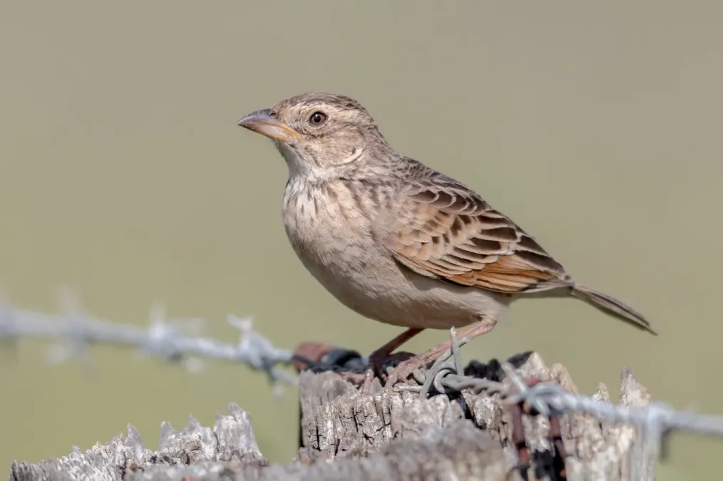 File:Mirafra javanica 55938264.jpg