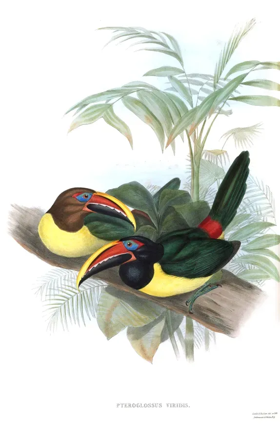 File:Pteroglossus viridis Gould & Richter.jpg