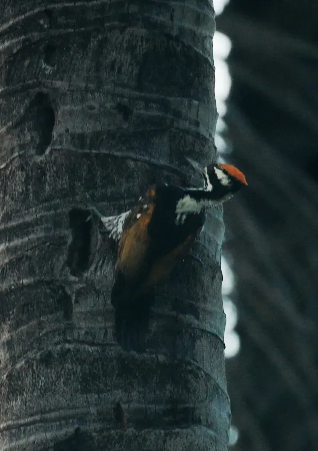 File:White-naped woodpecker (Chrysocolaptes festivus).jpg