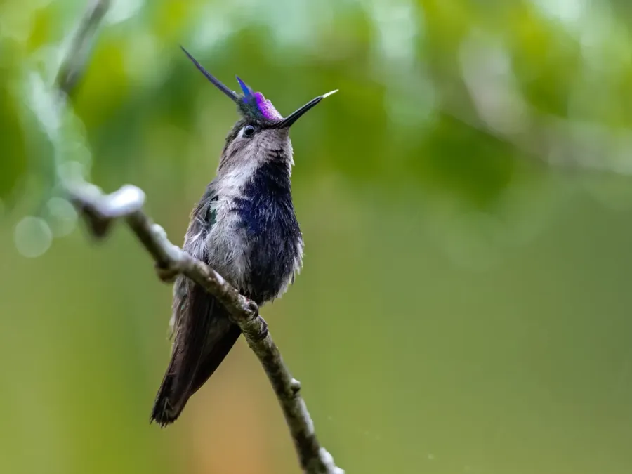 File:Stephanoxis loddigesii Violet-crester Plovercrest (male); Guapiara, São Paulo, Brazil.jpg
