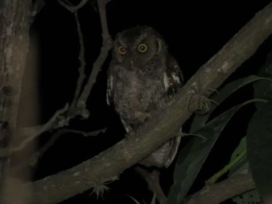 File:Megascops roboratus - Lechuza peruana.jpg