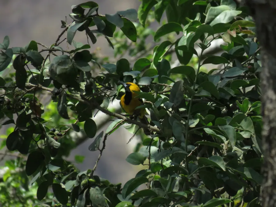 File:Icterus graceannae - Chiroca.jpg
