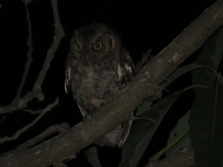 File:Megascops roboratus - Lechuza Peruana.jpg