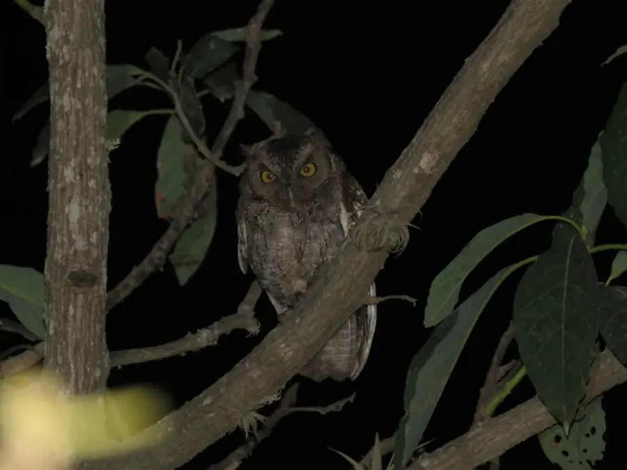 File:Megascops roboratus - "Lechuza peruana".jpg