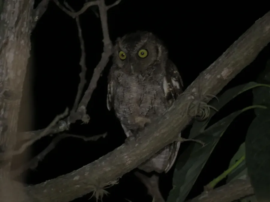 File:Megascops roboratus (Lechuza Peruana).jpg