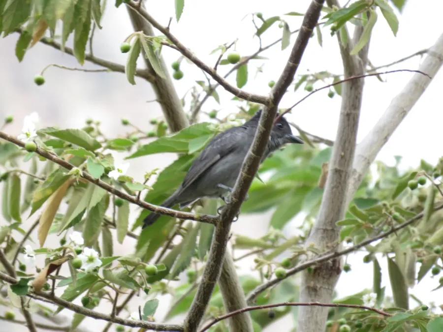 File:Pachyramphus homochrous - Beckard unicolor.jpg