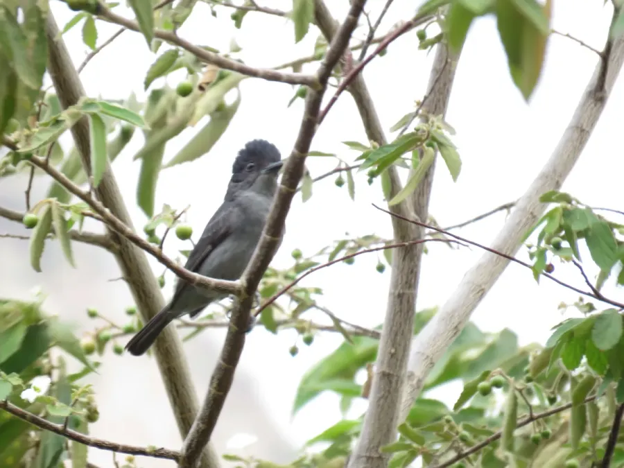 File:Pachyramphus homochrous (Beckard unicolor).jpg