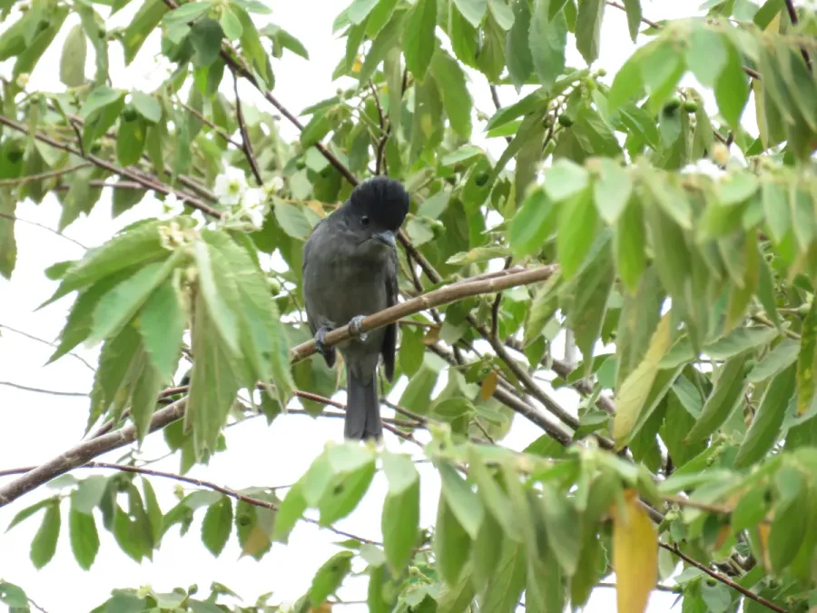 File:Pachyramphus homochrous Beckard unicolor.jpg