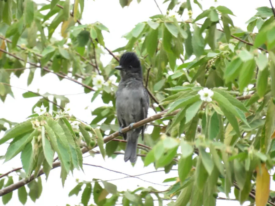 File:Pachyramphus homochrous Cabezón unicolor.jpg