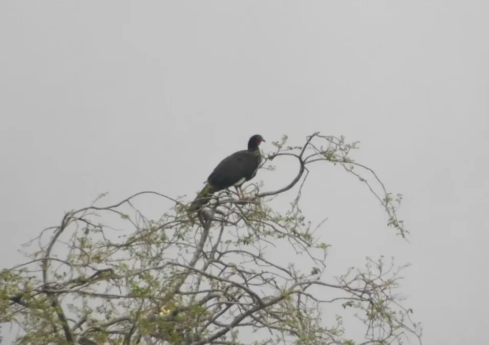 File:Penelope albipennis "Pava aliblanca".jpg