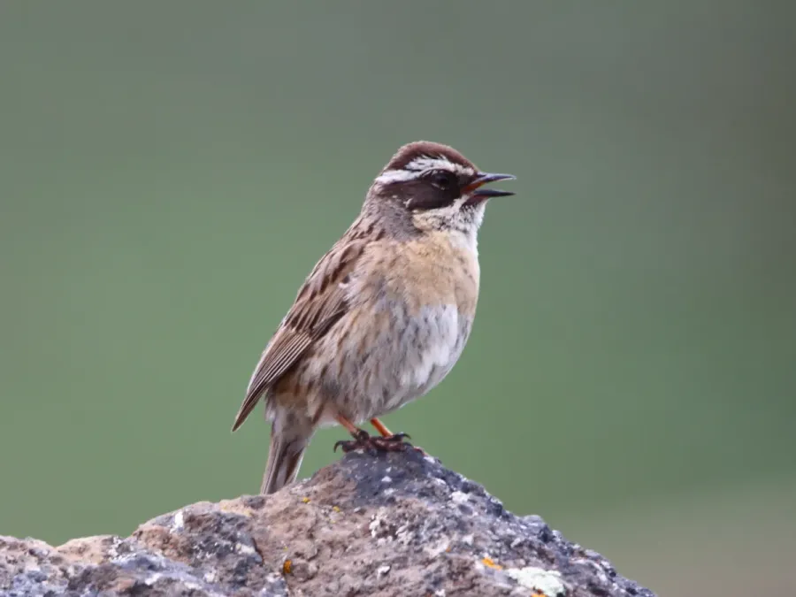 File:Prunella ocularis 18275853.jpg
