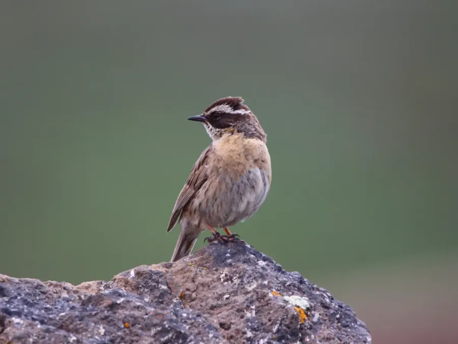 File:Prunella ocularis 18275836.jpg