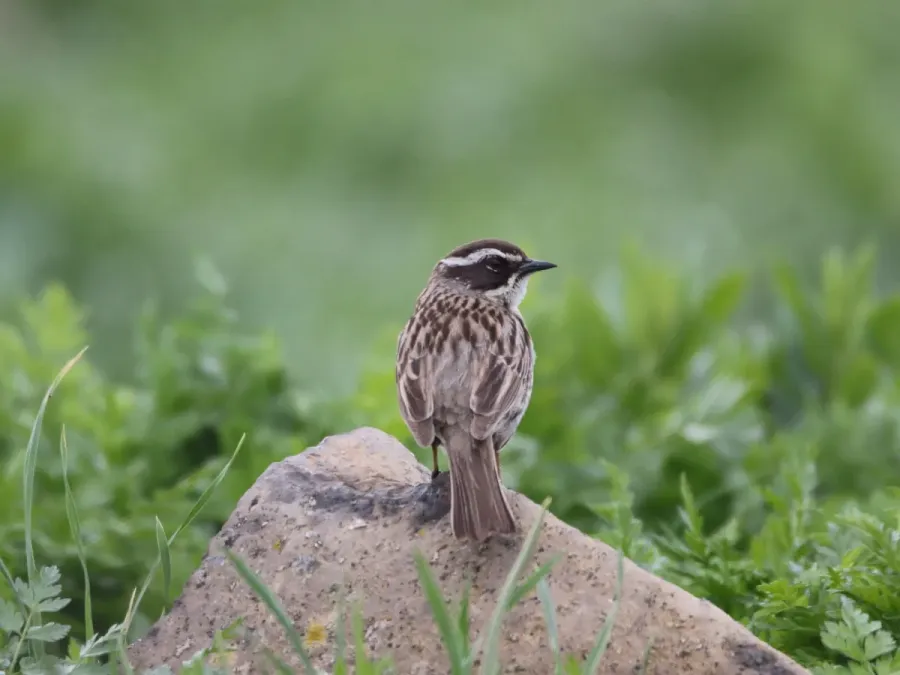 File:Prunella ocularis 18275818.jpg
