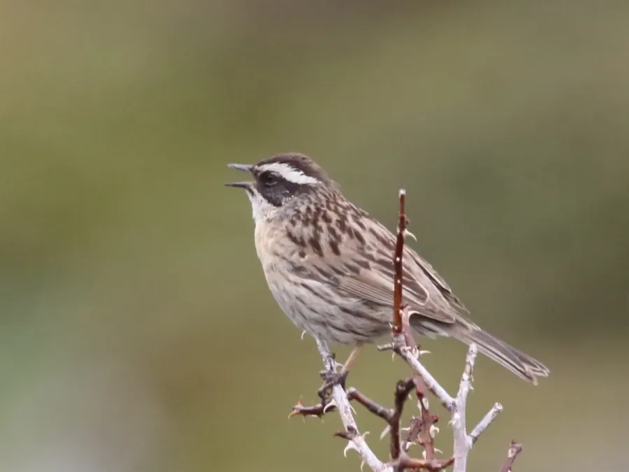 File:Prunella ocularis 7725923.jpg