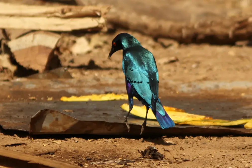 File:Lamprotornis chalcurus 58015524.jpg
