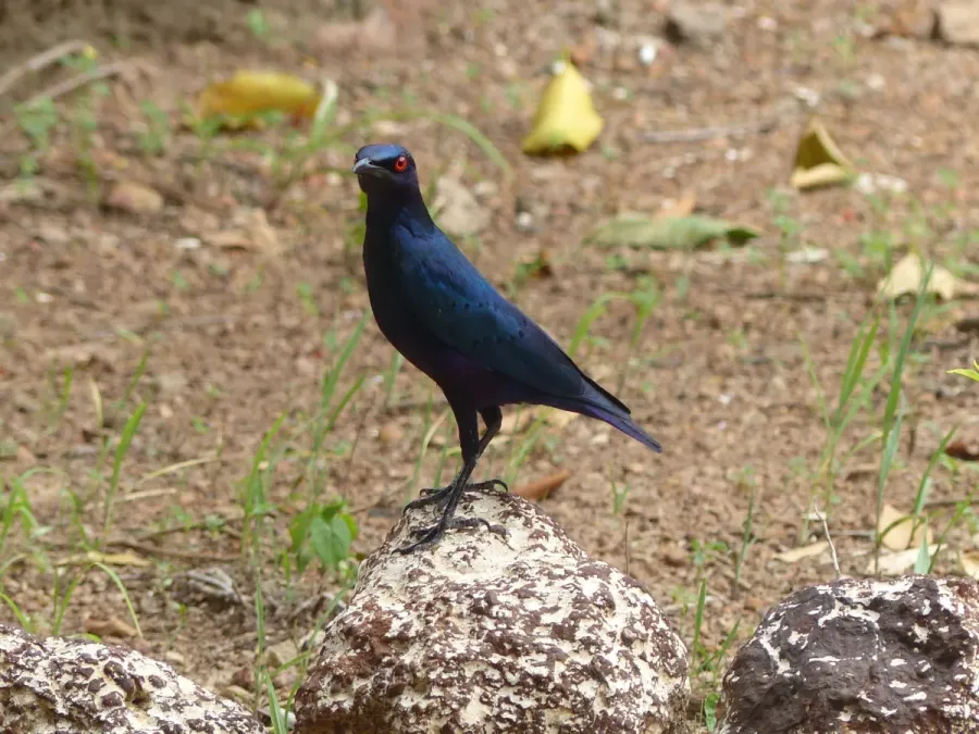 File:Lamprotornis chalcurus 82763273.jpg