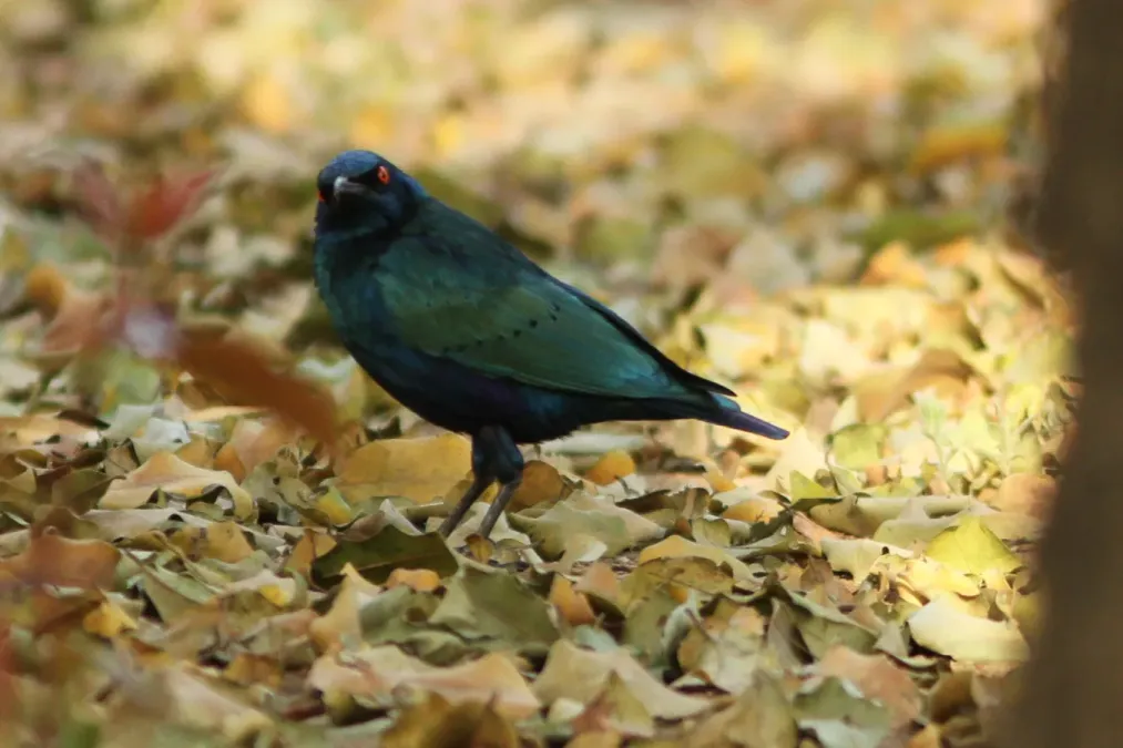 File:Lamprotornis chalcurus 56288602.jpg