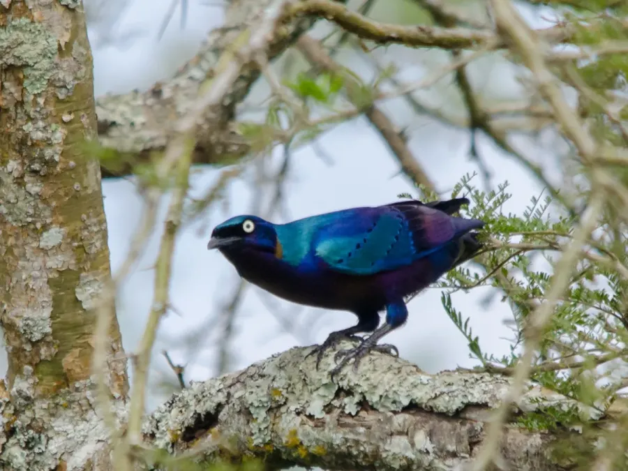 File:Lamprotornis splendidus 63246415.jpg
