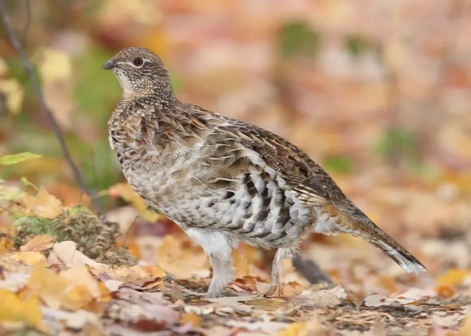 File:Bonasa-umbellus-001edit1.jpg