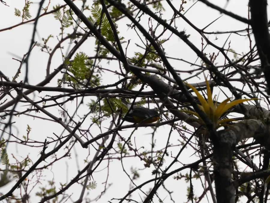 File:Setophaga pitiayumi "Tropical parula".jpg