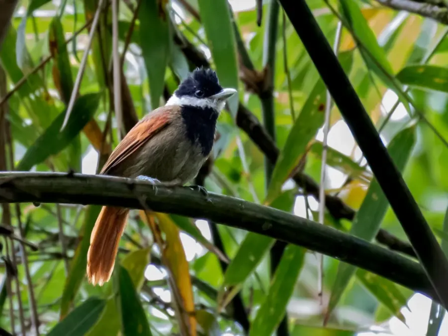File:Biatas nigropectus White-bearded Antshrike (male); Intervales State Park, São Paulo, Brazil.jpg