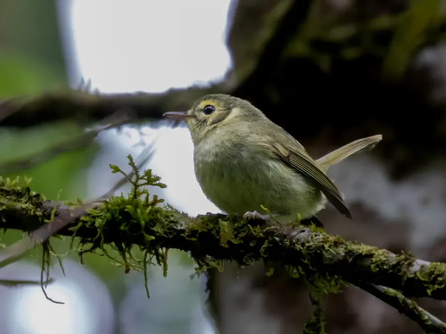 File:Phylloscartes oustaleti Oustalet's Tyrannulet; Intervales State Park, São Paulo, Brazil.jpg
