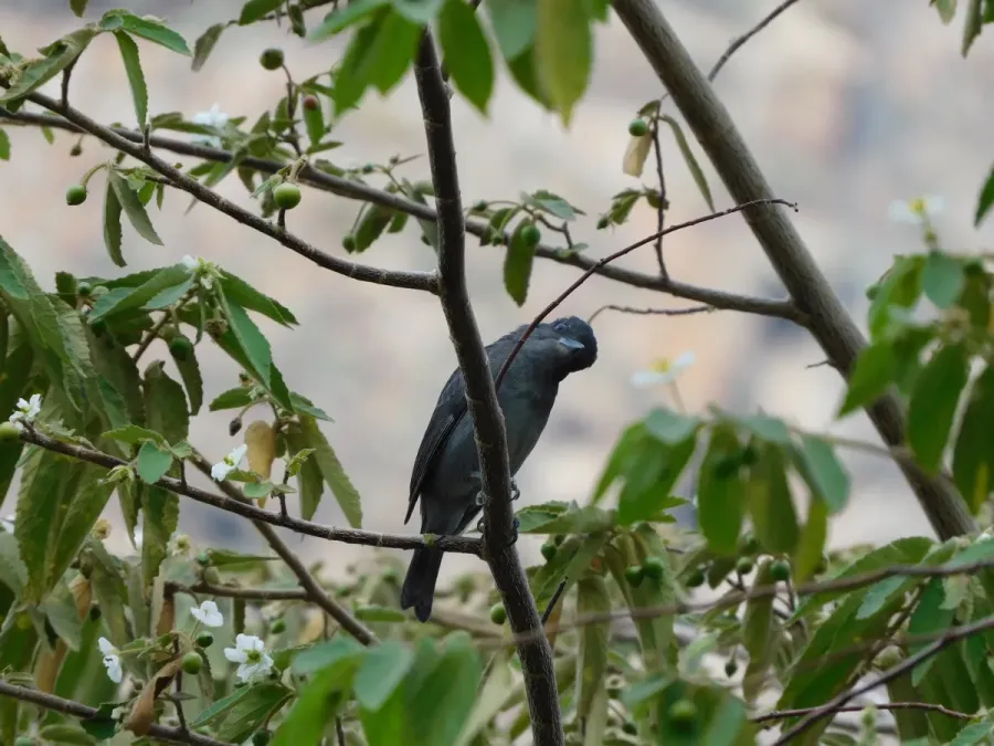 File:Pachyramphus homochrous "Beckard unicolor".jpg