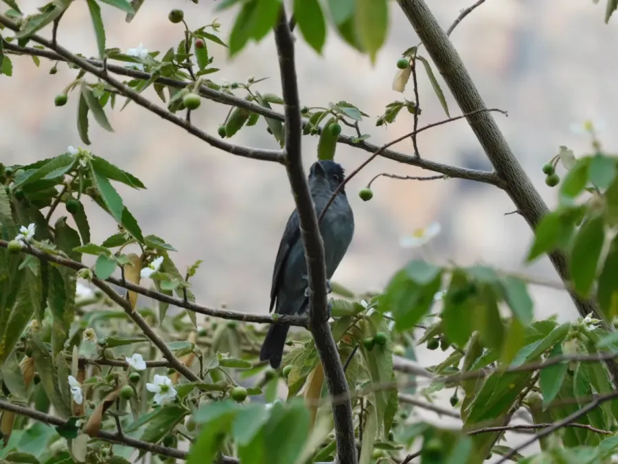 File:Pachyramphus homochrous "Unicolor Beckard".jpg
