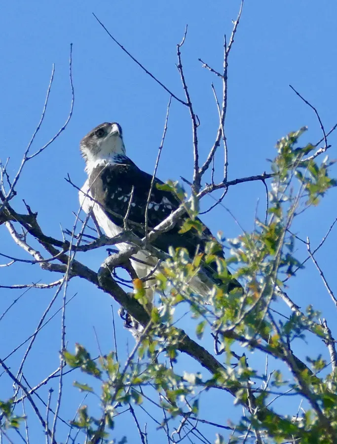 File:African Hawk-Eagle (Aquila spilogaster) (52550804285).jpg