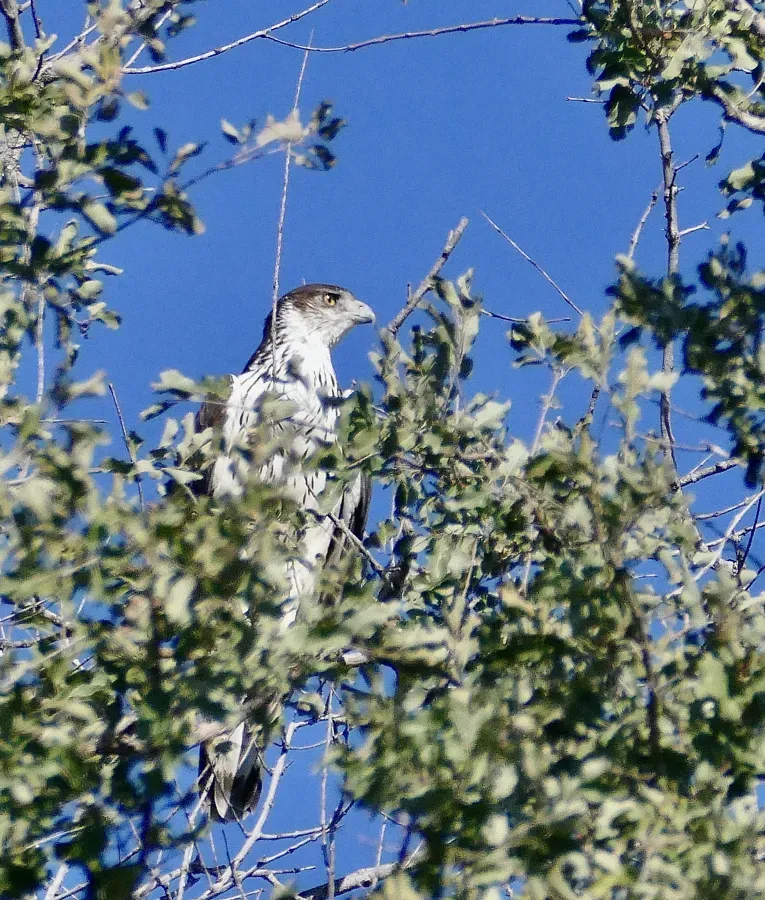 File:African Hawk-Eagle (Aquila spilogaster) (52550626449).jpg