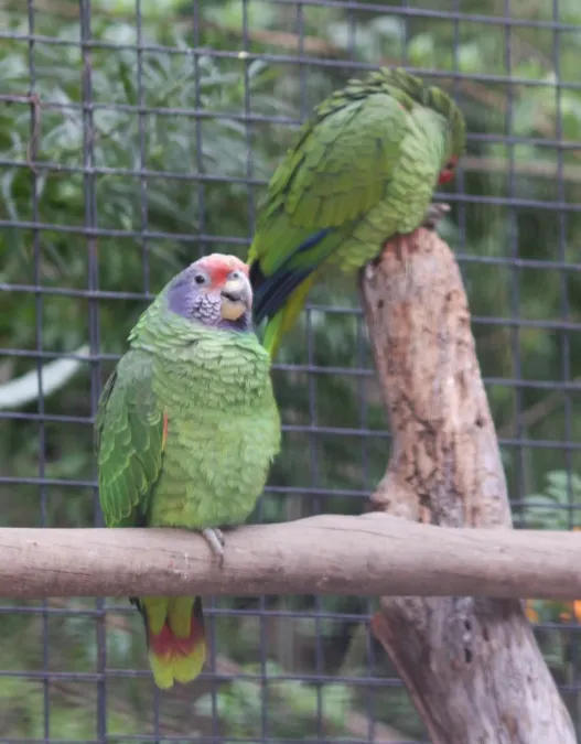 File:Amazona brasiliensis 01.JPG