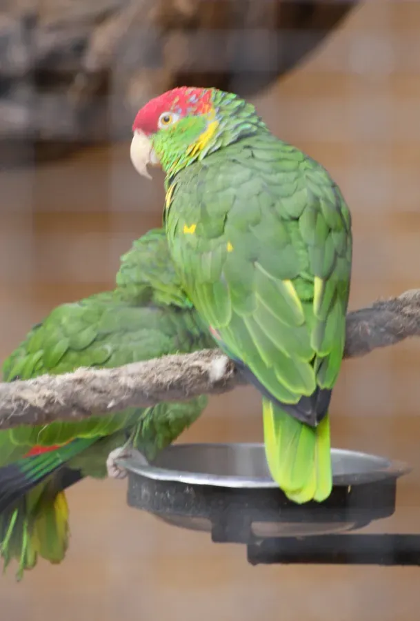File:Amazona viridigenalis 01.JPG