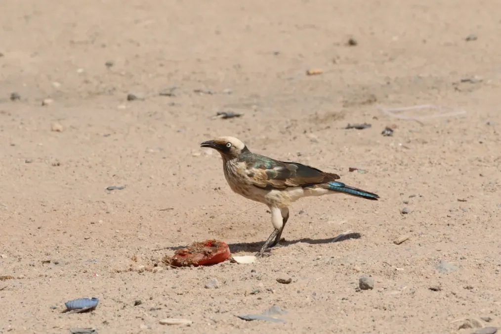 File:Lamprotornis albicapillus 158903740.jpg