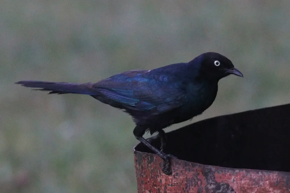 File:Lamprotornis purpuroptera 190285887.jpg