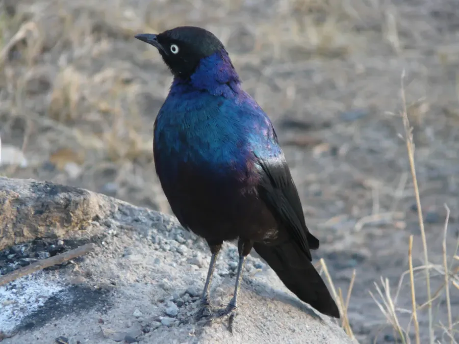 File:Lamprotornis purpuroptera 173528397.jpg