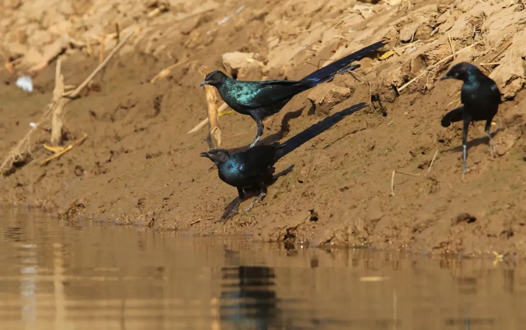 File:Lamprotornis caudatus 95507440.jpg