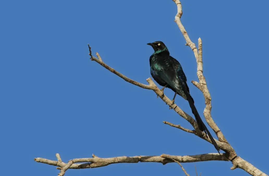 File:Lamprotornis caudatus 95509844.jpg