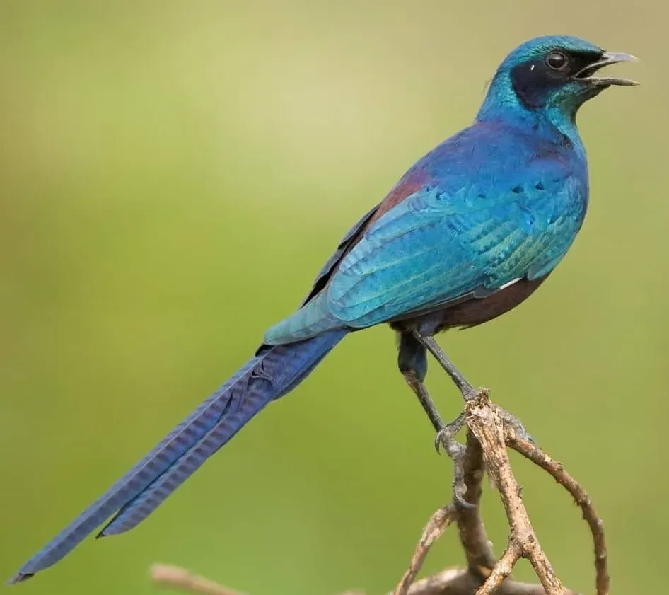 File:Lamprotornis mevesii 107565583.jpg